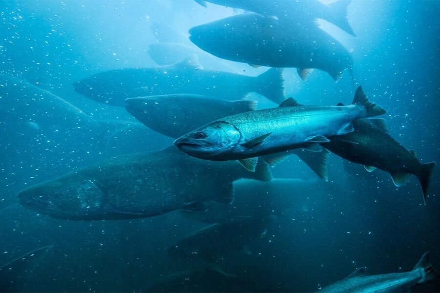 Fisk i havet